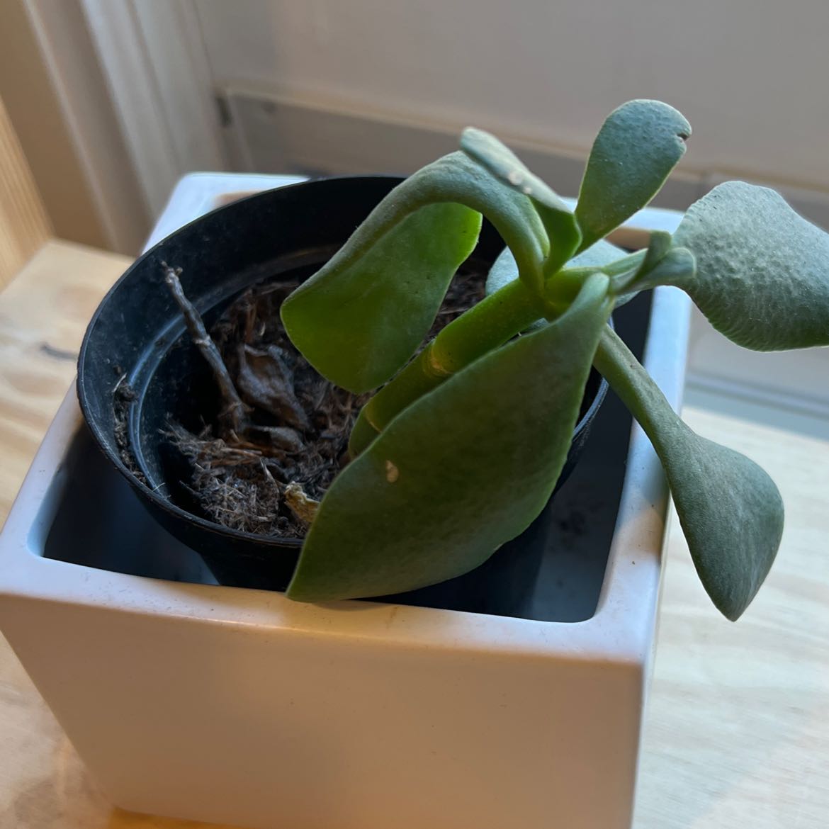 Jade plant in a small pot within a larger white container. Some leaves appear slightly wilted.