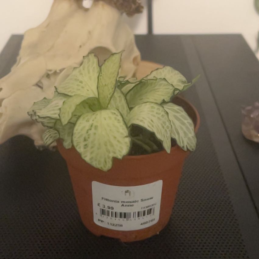 Photo of the plant species Nerve Plant by @Quonkle named Morgan Treeman on Greg, the plant care app