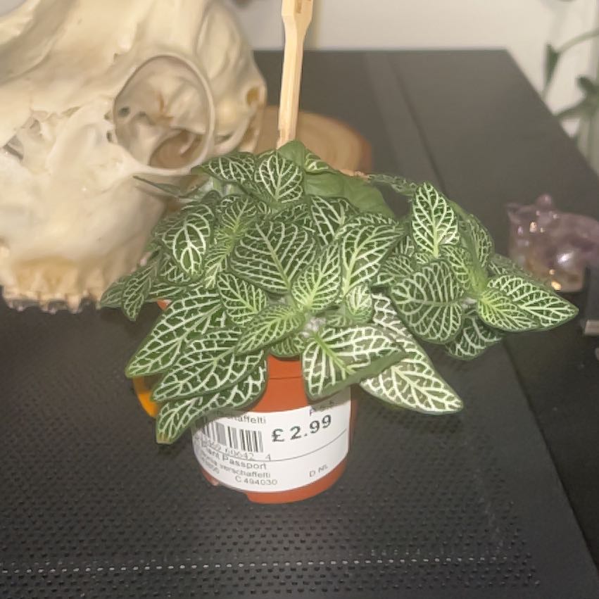 Photo of the plant species Nerve Plant 'Forest' by @Quonkle named Girlfrond on Greg, the plant care app
