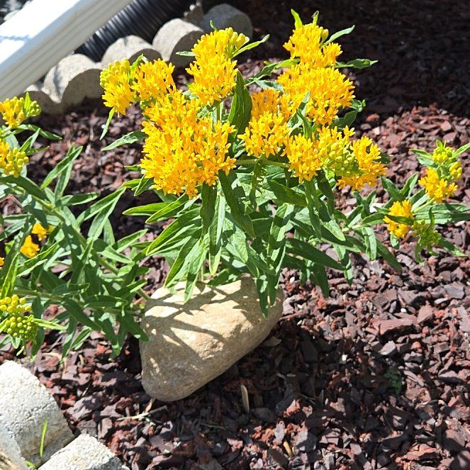 Photo of the plant species Butterfly Weed by @FairFalseagave named Orwell on Greg, the plant care app