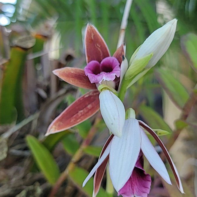Photo of the plant species Pinepink by @LushWoodvetch named Gobi on Greg, the plant care app