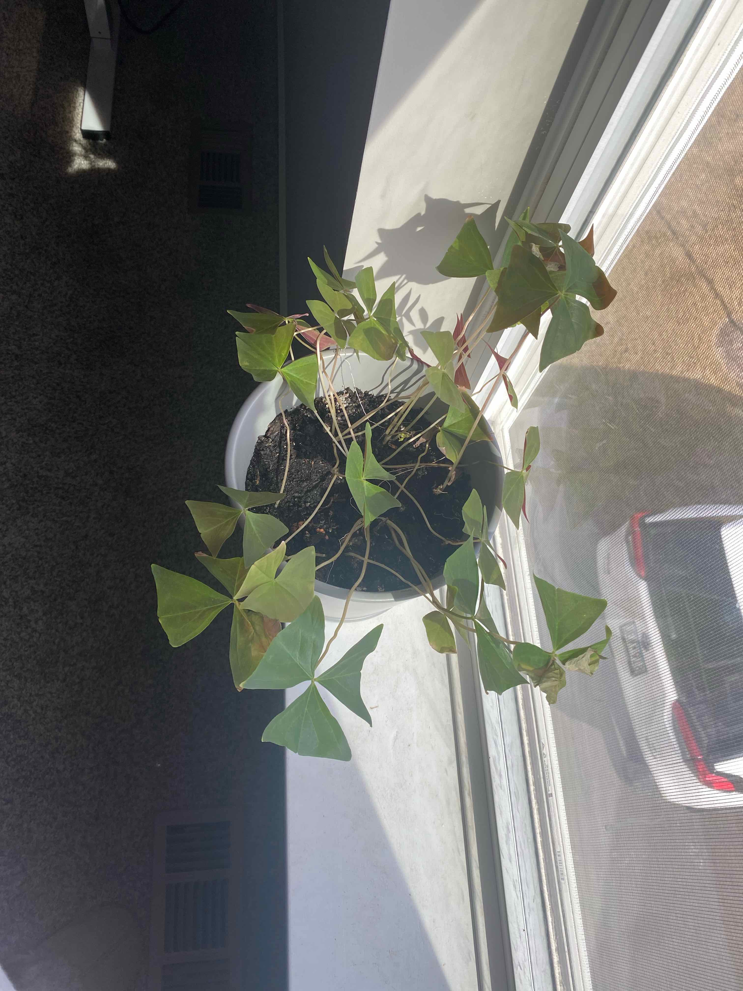 Potted Broadleaf Woodsorrel near a window with some yellowing and browning leaves.
