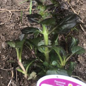Photo of the plant species Bugleweed by @Avocadonerd named Lavender on Greg, the plant care app