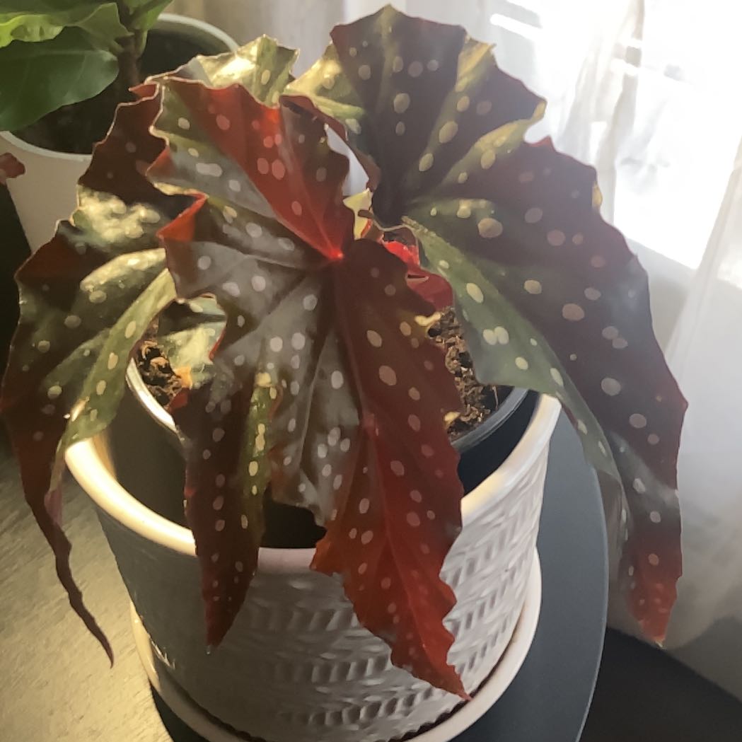 Photo of the plant species Begonia 'Black Forest' by @chlorojill named Birgit on Greg, the plant care app