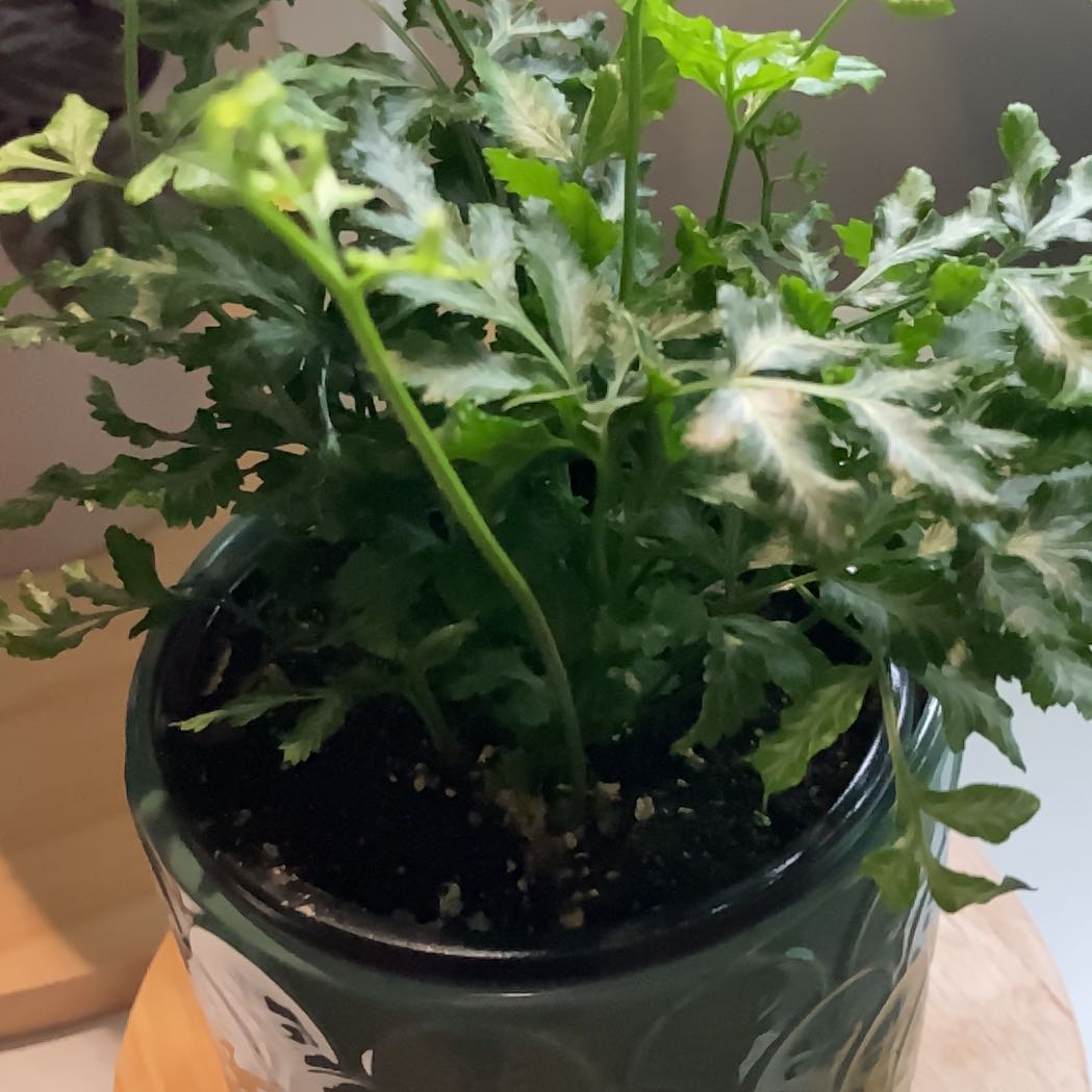 Photo of the plant species Silver Lace Fern by @chlorojill named Selene on Greg, the plant care app