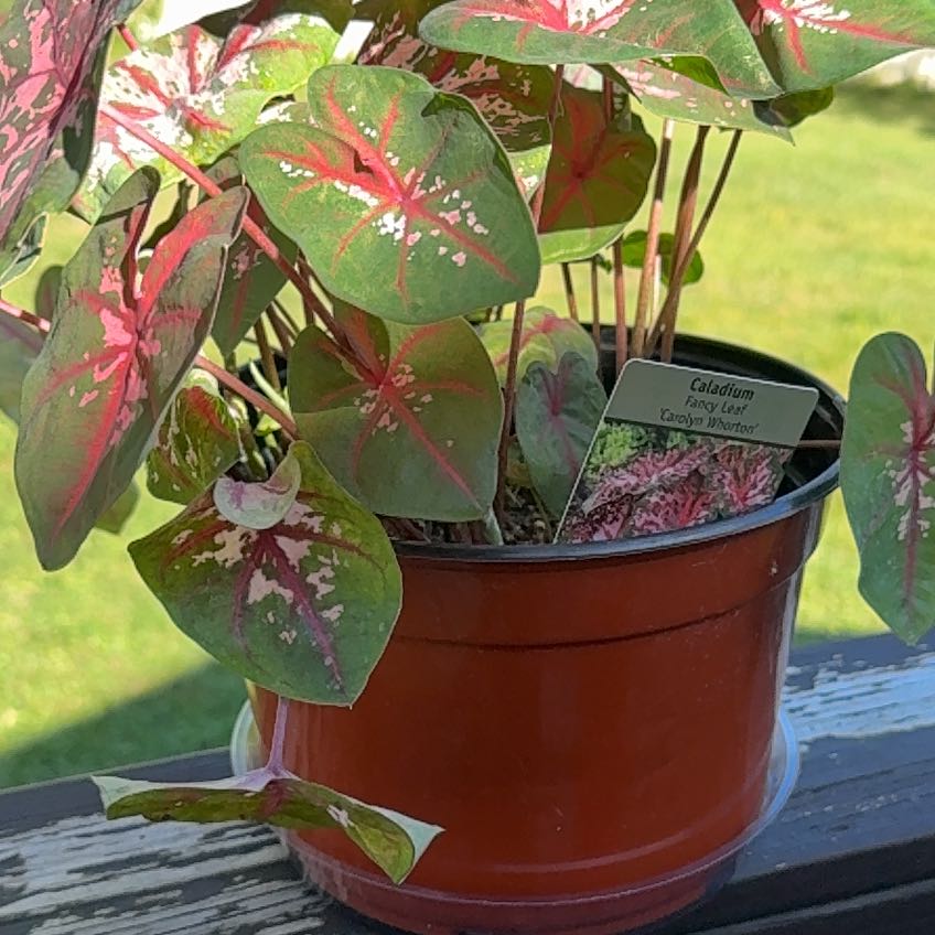 Photo of the plant species Angel Wings by @chlorojill named Fancy Plants on Greg, the plant care app