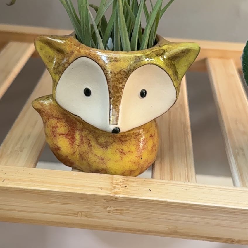 Photo of the plant species Tillandsia velutina by @chlorojill named Foxy on Greg, the plant care app