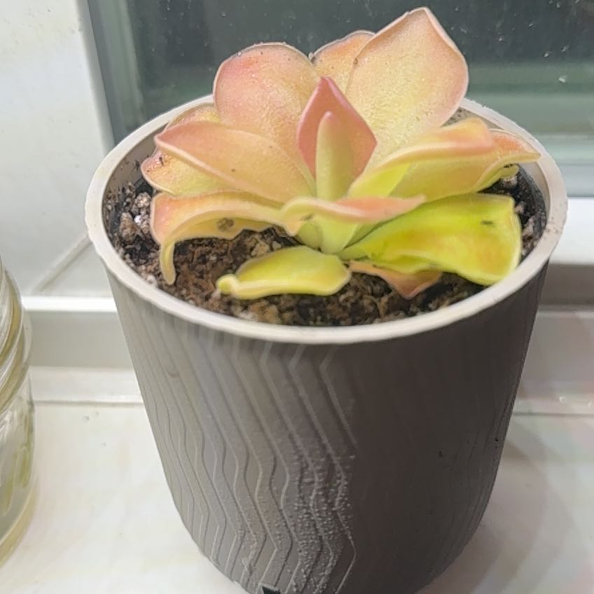 Photo of the plant species Pinguicula Weser by @chlorojill named Prince on Greg, the plant care app