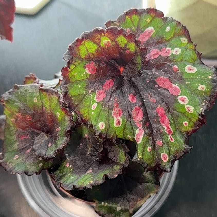 Photo of the plant species Rex Begonia 'Escargot' by @chlorojill named Rosaline on Greg, the plant care app
