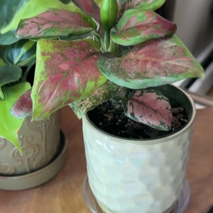 Photo of the plant species Aglaonema 'Ruby' by @chlorojill named Cherry on Greg, the plant care app
