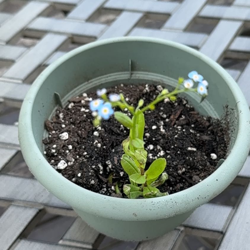 Photo of the plant species True Forget-Me-Not by @chlorojill named Tiny Bubbles on Greg, the plant care app