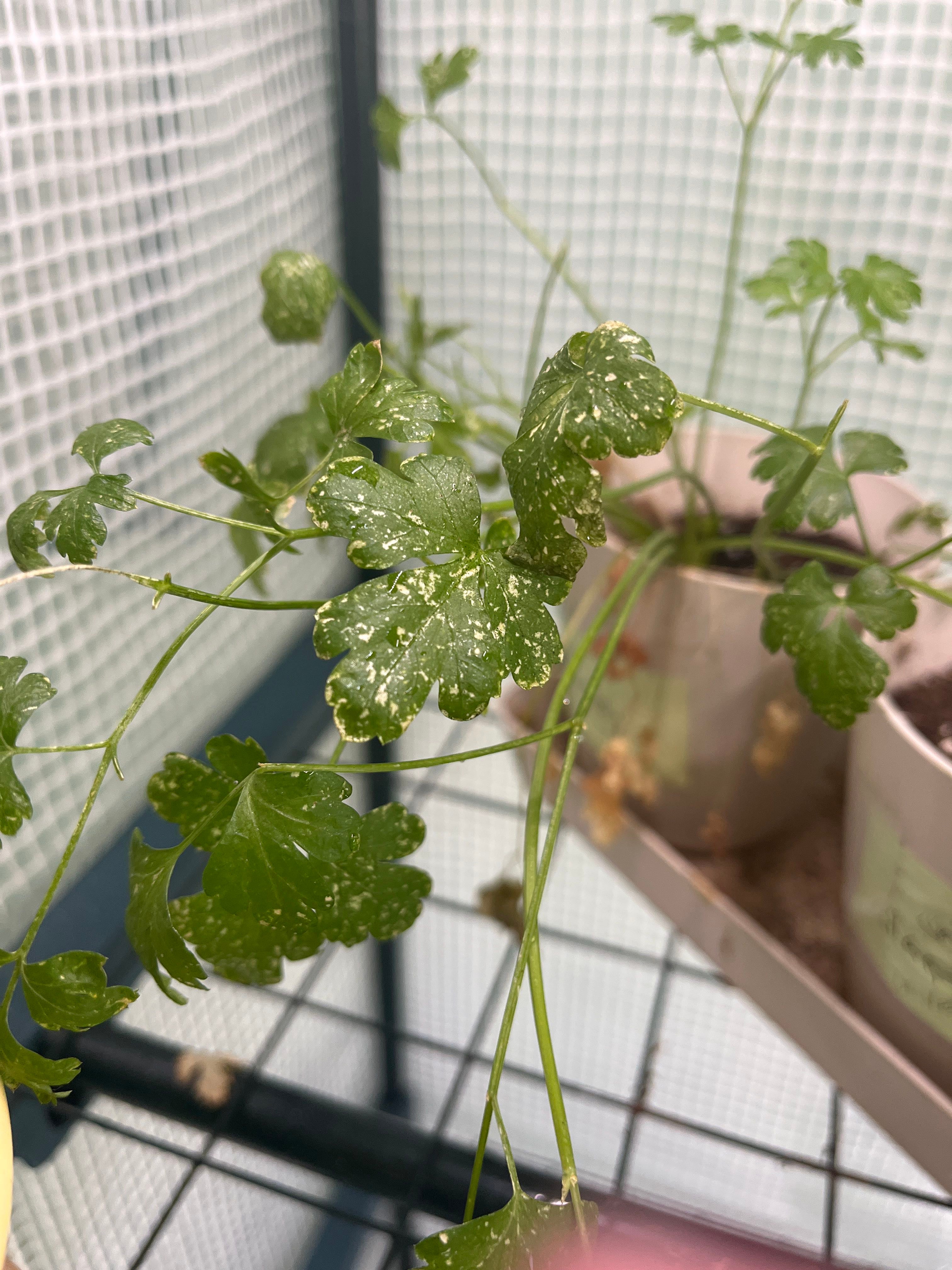 🔍 Understanding Brown Spots on Your Parsley Leaves