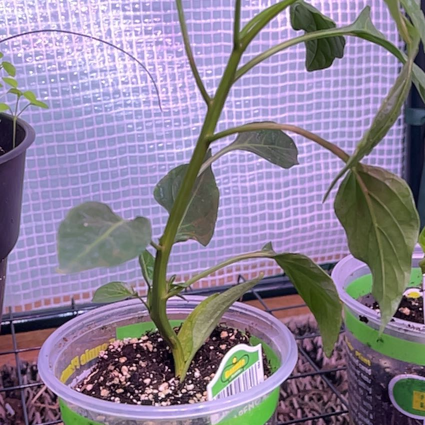 Photo of the plant species Jalepeno by @GoldRye named Beyonce on Greg, the plant care app