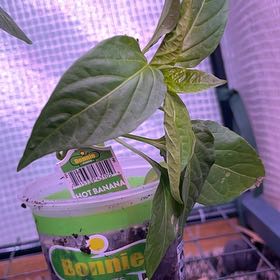 Photo of the plant species Hot Banana Pepper by @GoldRye named Walt on Greg, the plant care app