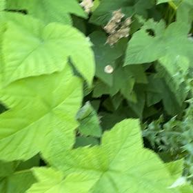 Photo of the plant species Purple-Flowered Raspberry by @LoyalFirebush named Diana on Greg, the plant care app