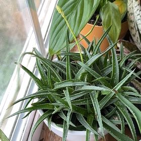 Photo of the plant species Aloe descoingsii by @LordChrissyfern named Aristotle on Greg, the plant care app