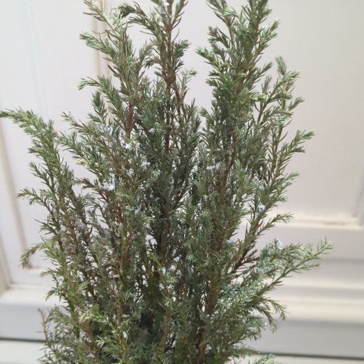 Photo of the plant species Ginger Pine by @ProSugarcane named Morgan Treeman on Greg, the plant care app