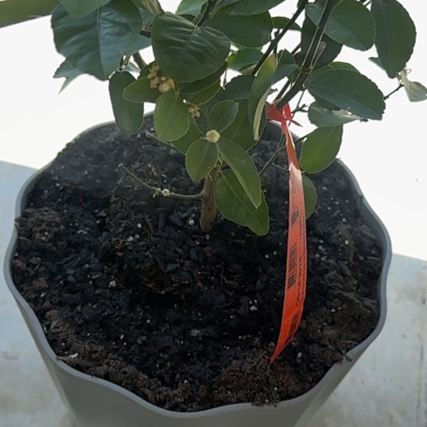 Photo of the plant species Lime Tree by @ActualSagebush named Foxxy on Greg, the plant care app