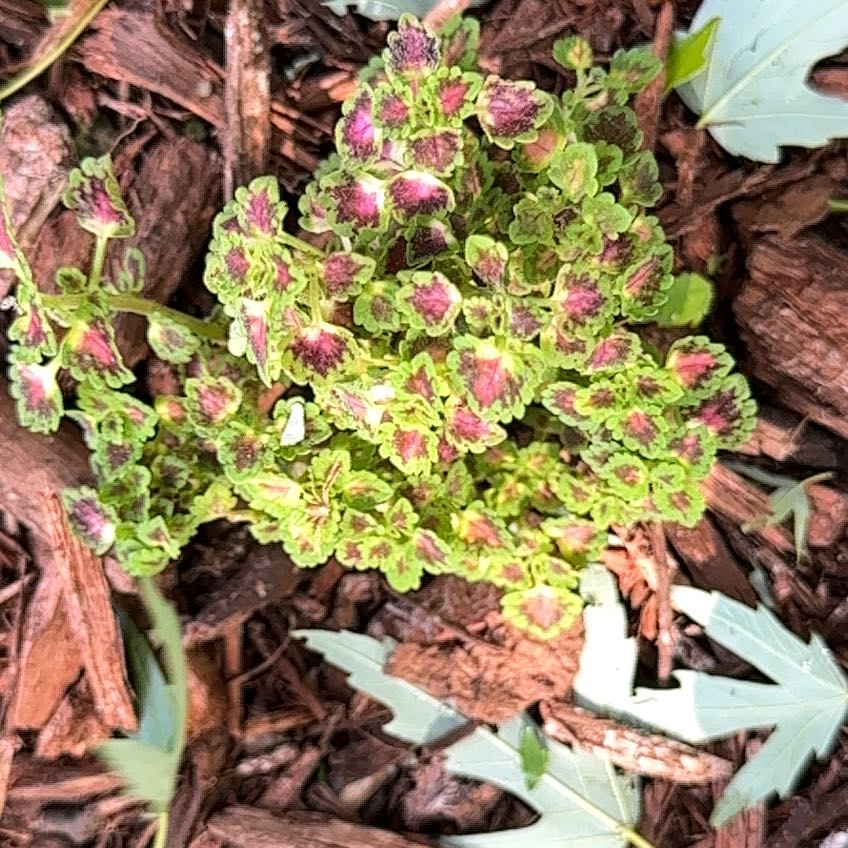 Photo of the plant species Coleus by @BigtimeLuronium named Coco on Greg, the plant care app