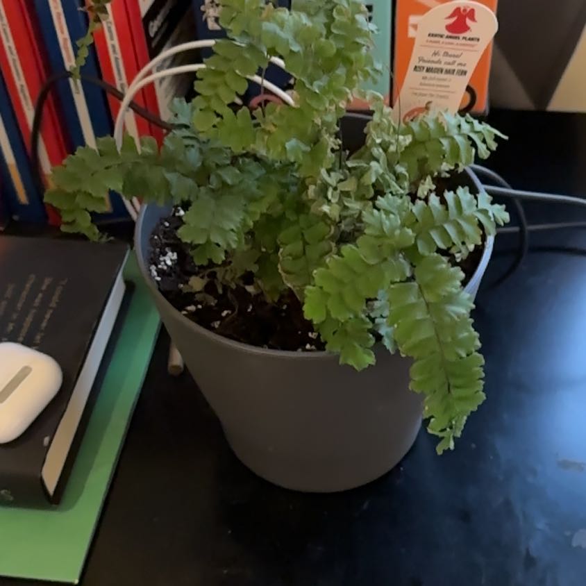Photo of the plant species Brittle Maidenhair Fern by @FourstarPotato named Maidenhair Matthew on Greg, the plant care app