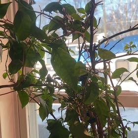 Photo of the plant species Bougainvillea Kini by @TryZebraplant named Zeus on Greg, the plant care app