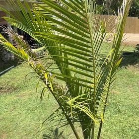 Photo of the plant species Majestic Palm by @HolyWaterfern named Tolkien on Greg, the plant care app