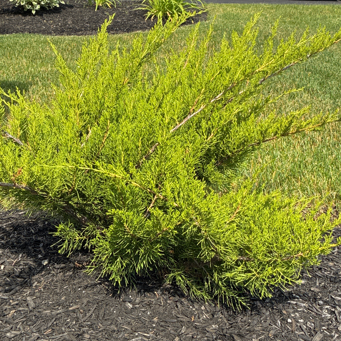 Photo of the plant species Sea Green Juniper by @GivingCaleypea named Junie on Greg, the plant care app