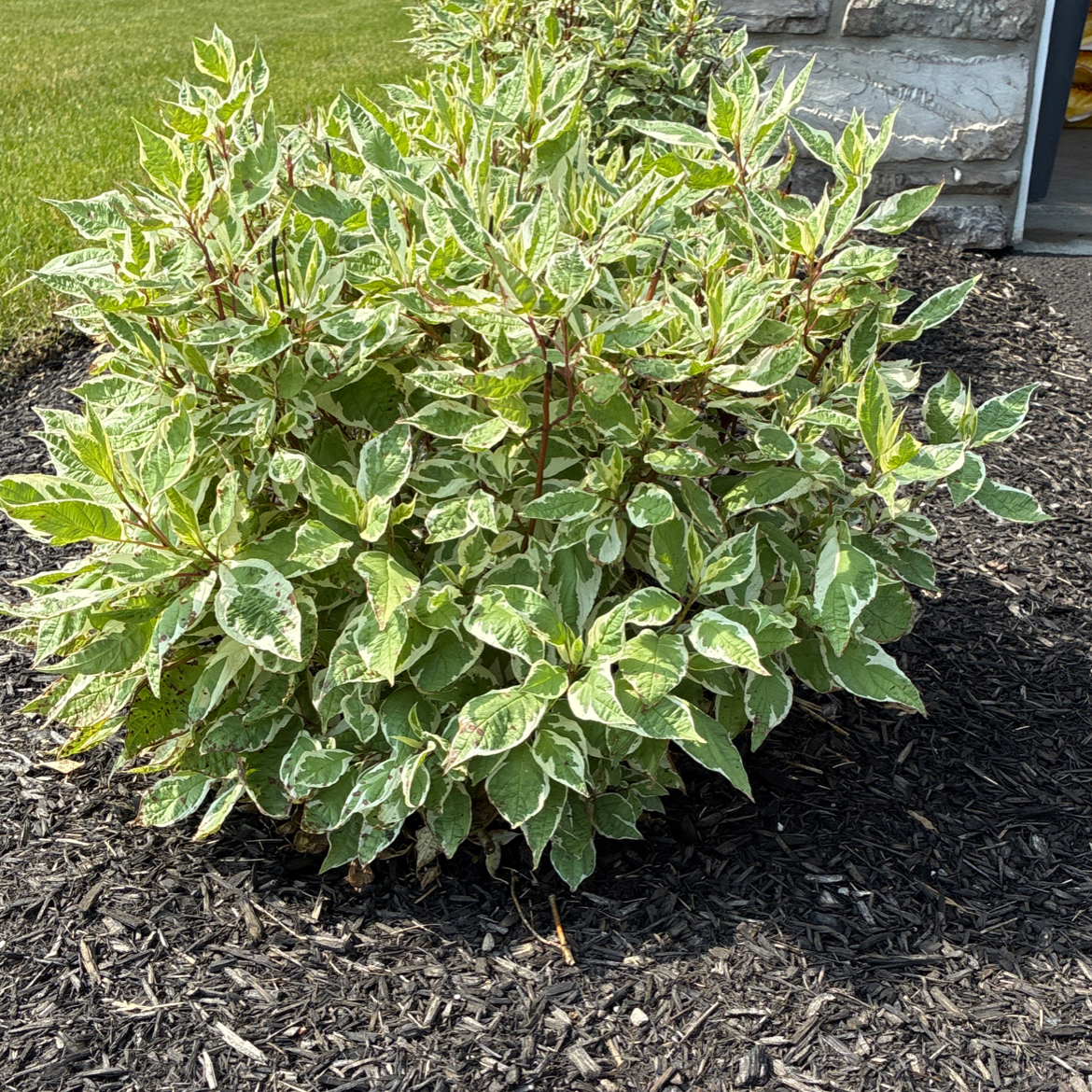 Photo of the plant species Red Twig Dogwood by @GivingCaleypea named Rosa on Greg, the plant care app