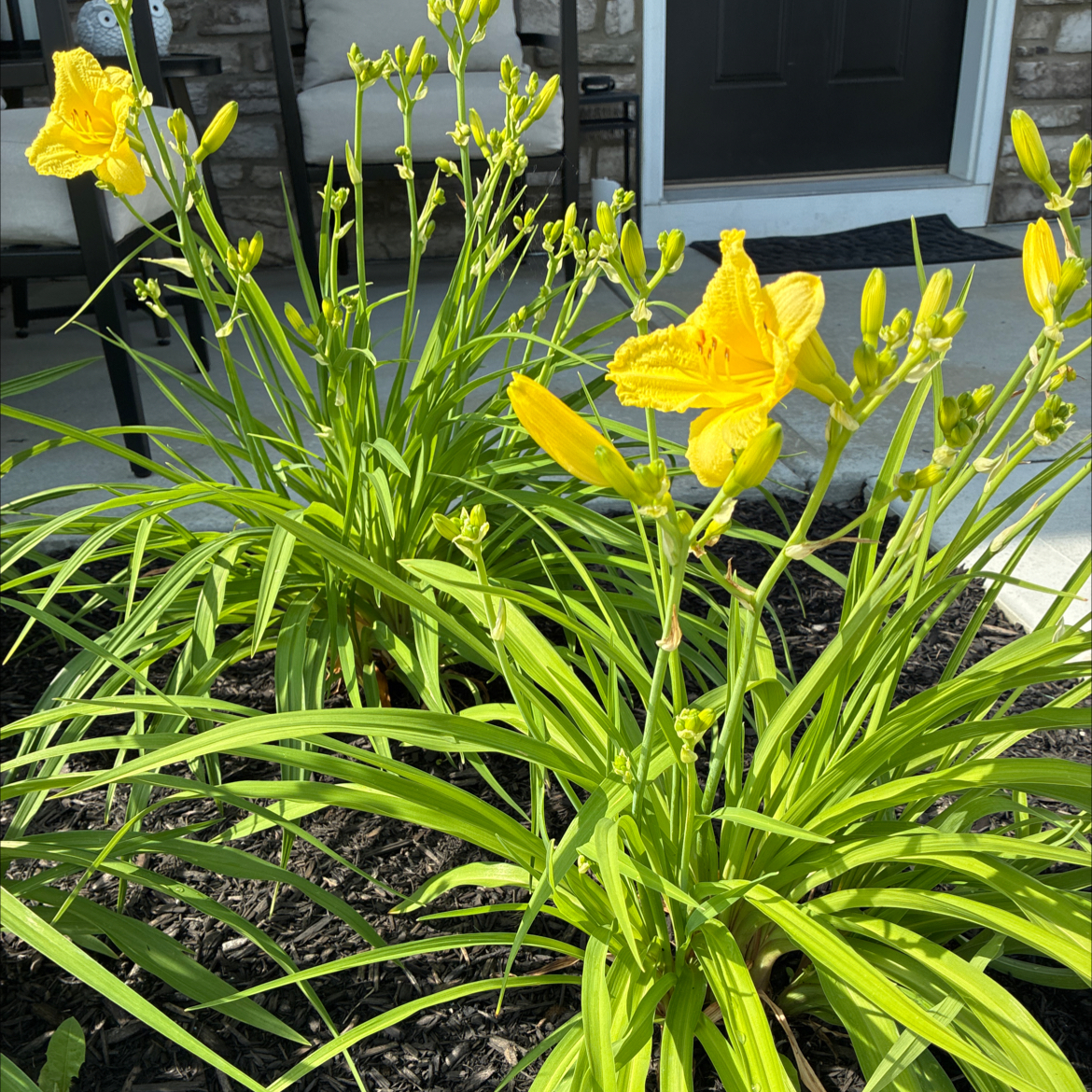 Photo of the plant species Happy Returns Daylily by @GivingCaleypea named Lilly on Greg, the plant care app