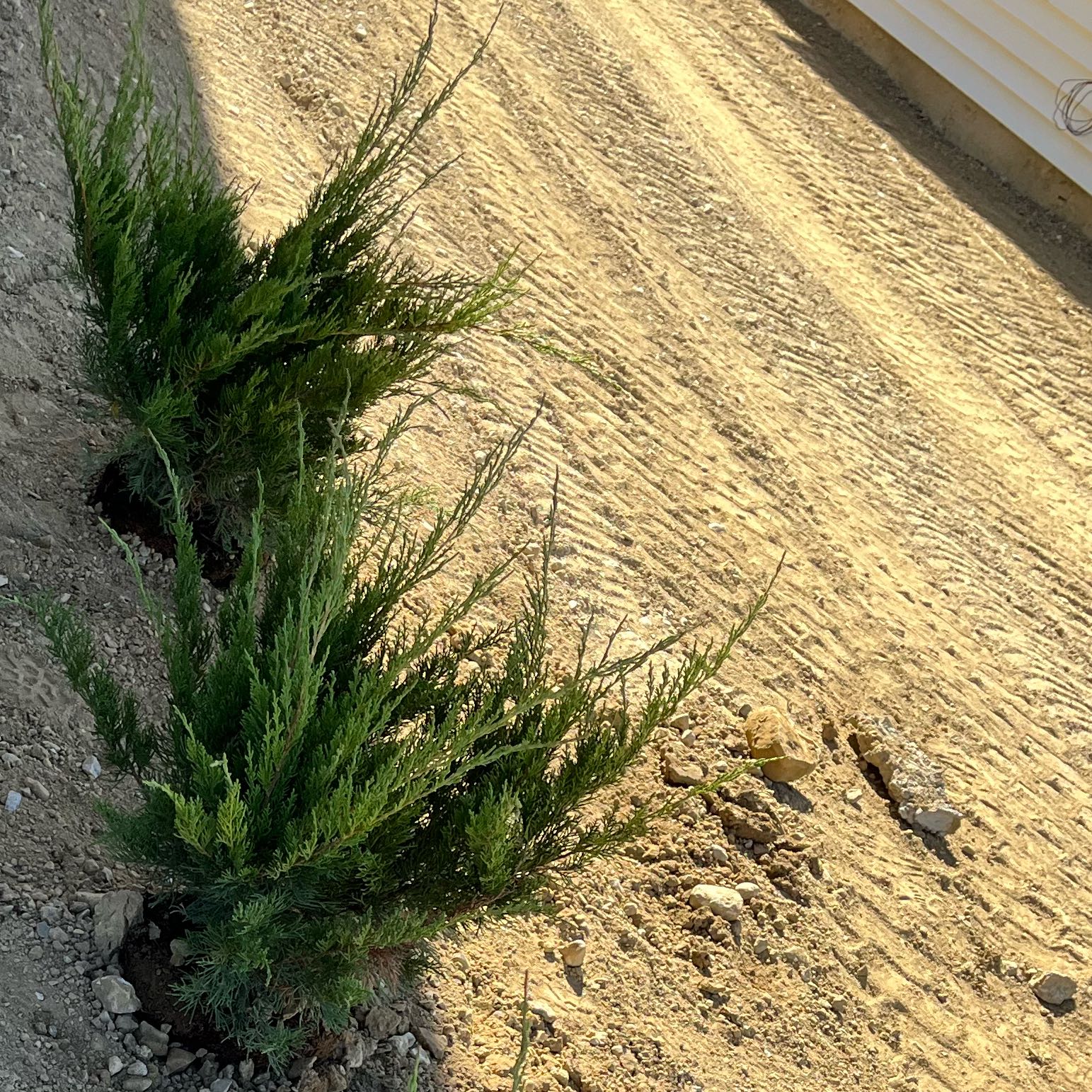 Photo of the plant species Sea Green Juniper by @GivingCaleypea named Junie on Greg, the plant care app