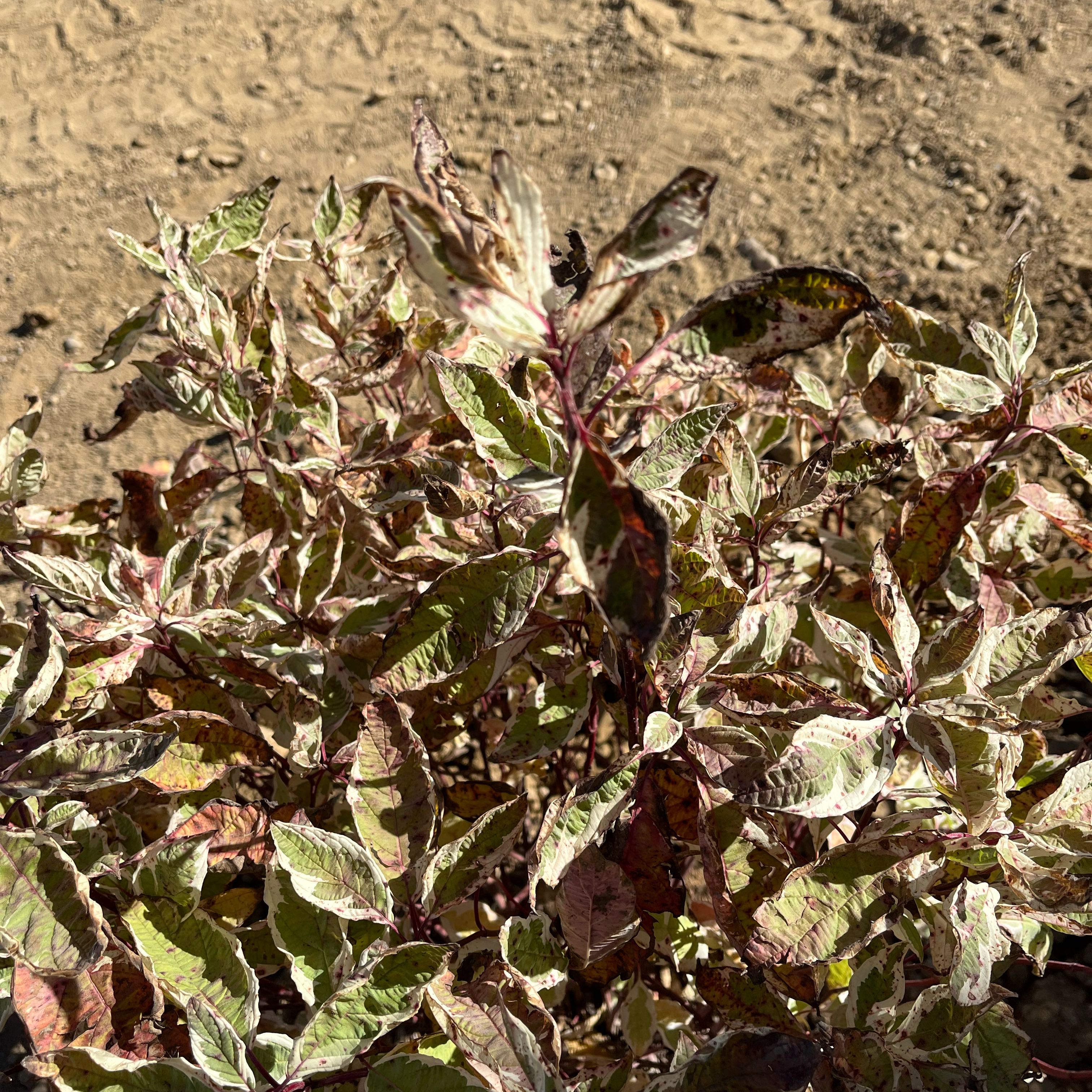 Photo of the plant species Red Twig Dogwood by @GivingCaleypea named Rosa on Greg, the plant care app