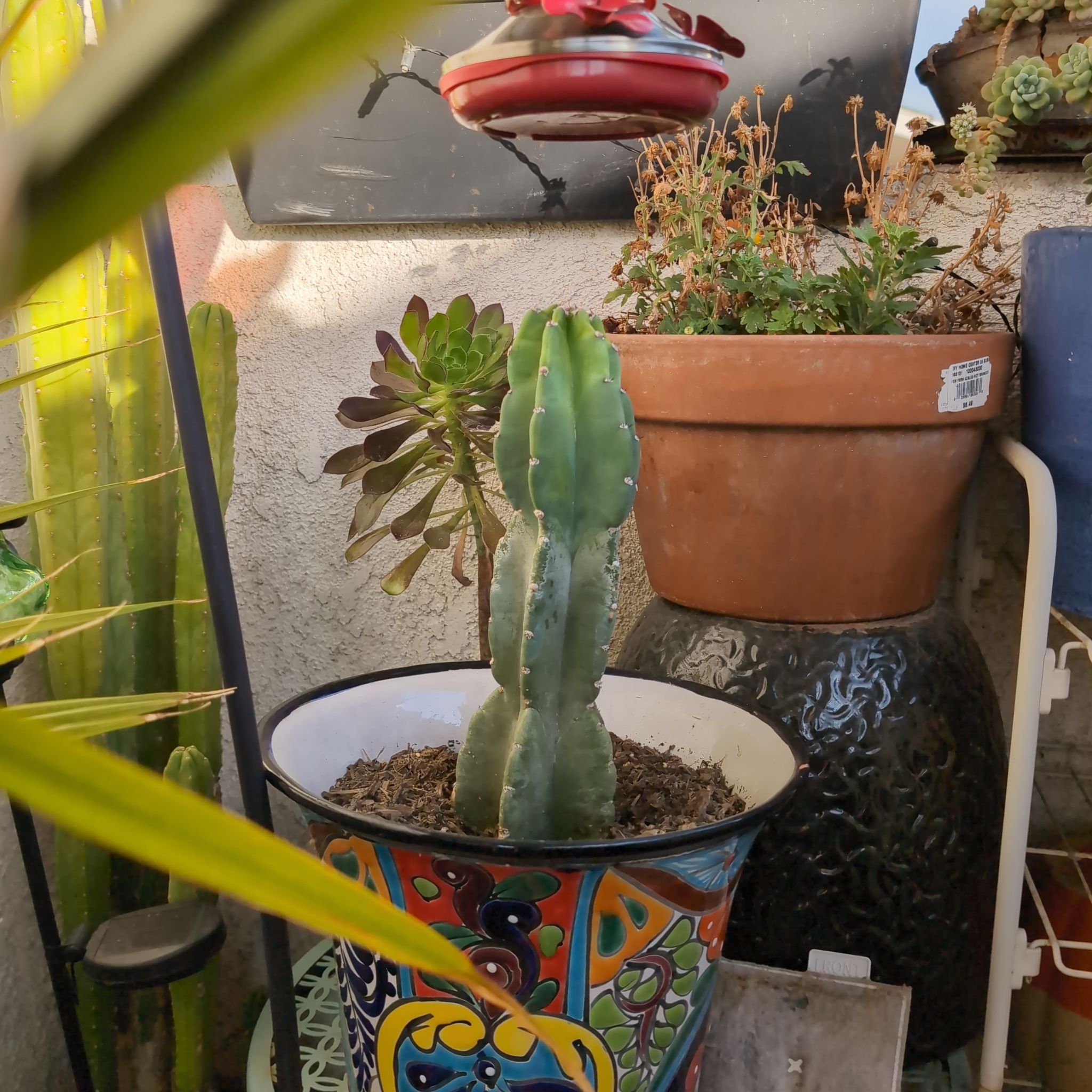 Photo of the plant species Cereus Cactus by @BougainvilleaBB named Kira on Greg, the plant care app