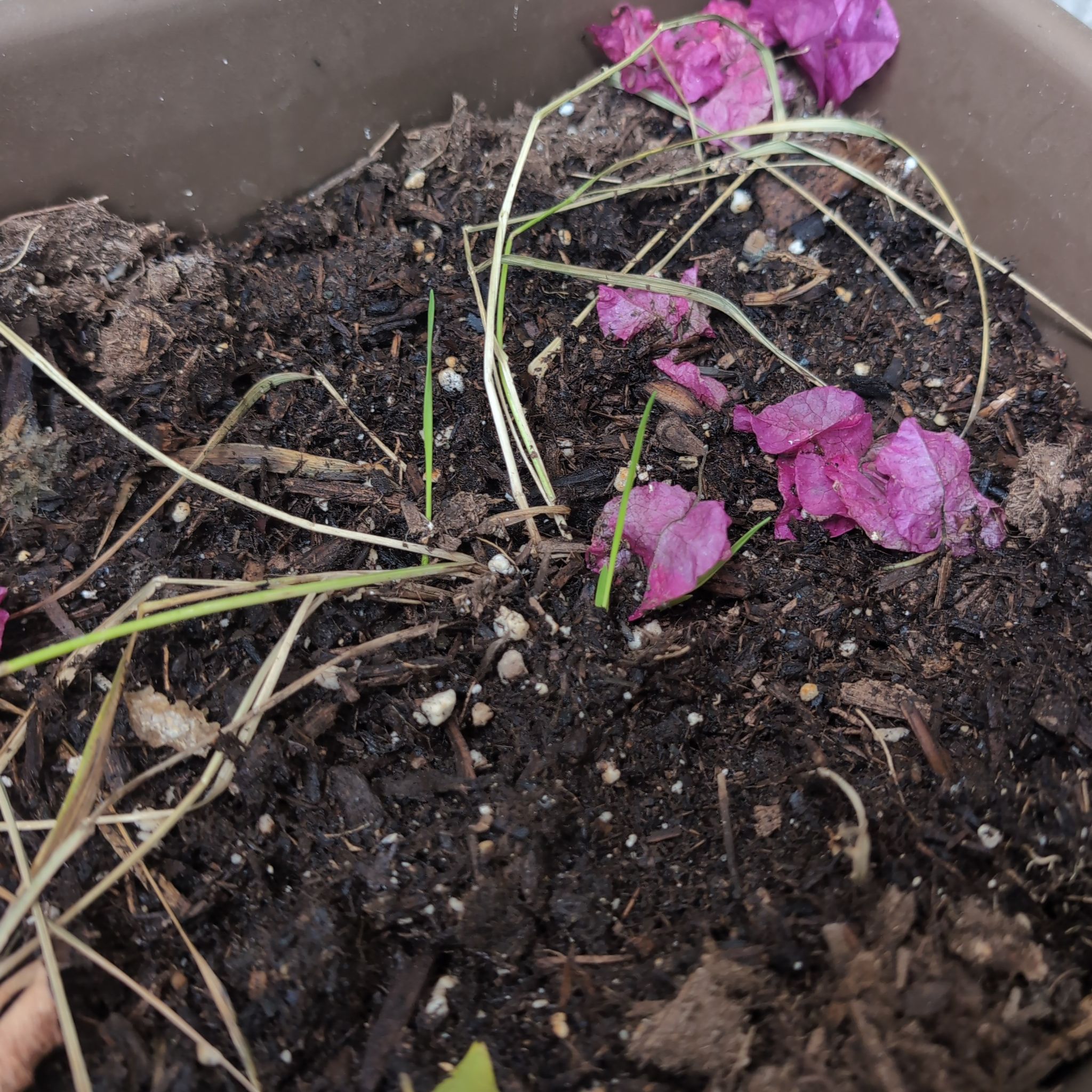 Photo of the plant species Sweetgrass by @BougainvilleaBB named 🌱 Chloe on Greg, the plant care app
