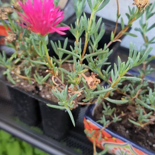 Photo of the plant species Trailing Ice Plant by @BougainvilleaBB named Michelle Branch on Greg, the plant care app