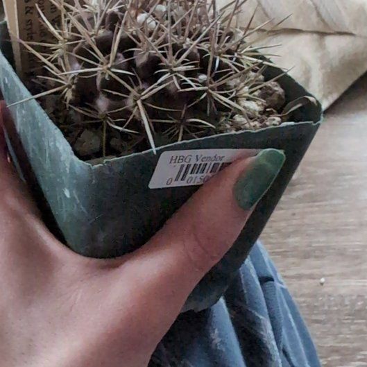 Photo of the plant species Heinrich's Cactus by @BougainvilleaBB named Enrique on Greg, the plant care app