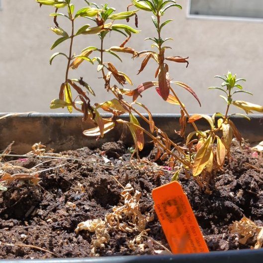 Photo of the plant species Lompoc Mesa Bush Monkeyflower by @BougainvilleaBB named Marilyn on Greg, the plant care app
