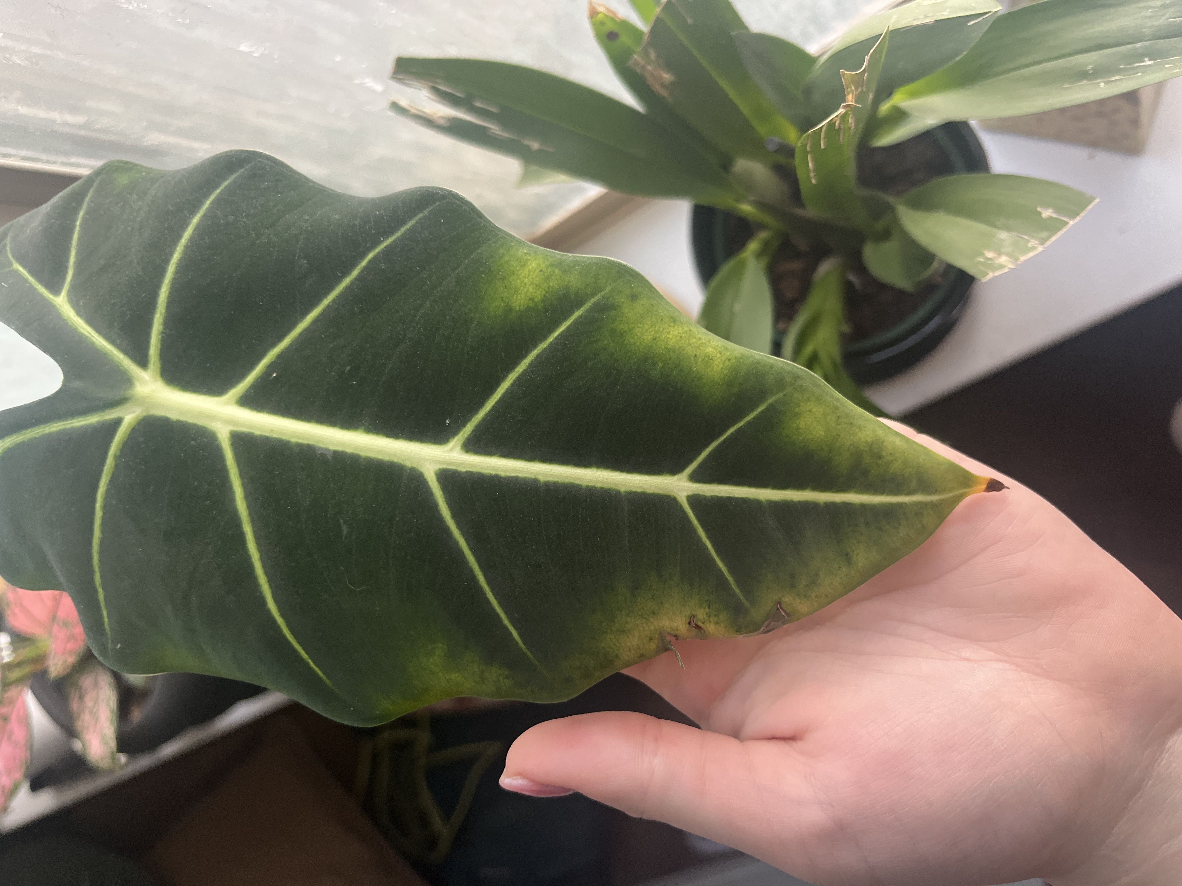 Photo from the post