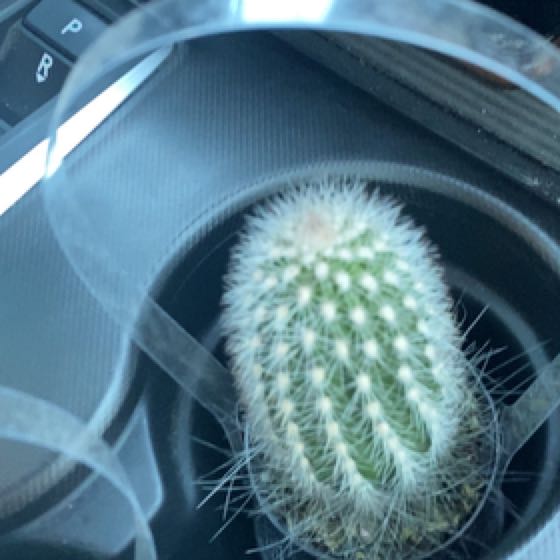 Photo of the plant species Assorted Thrixanthocereus by @RestfulTutu named Reginald on Greg, the plant care app