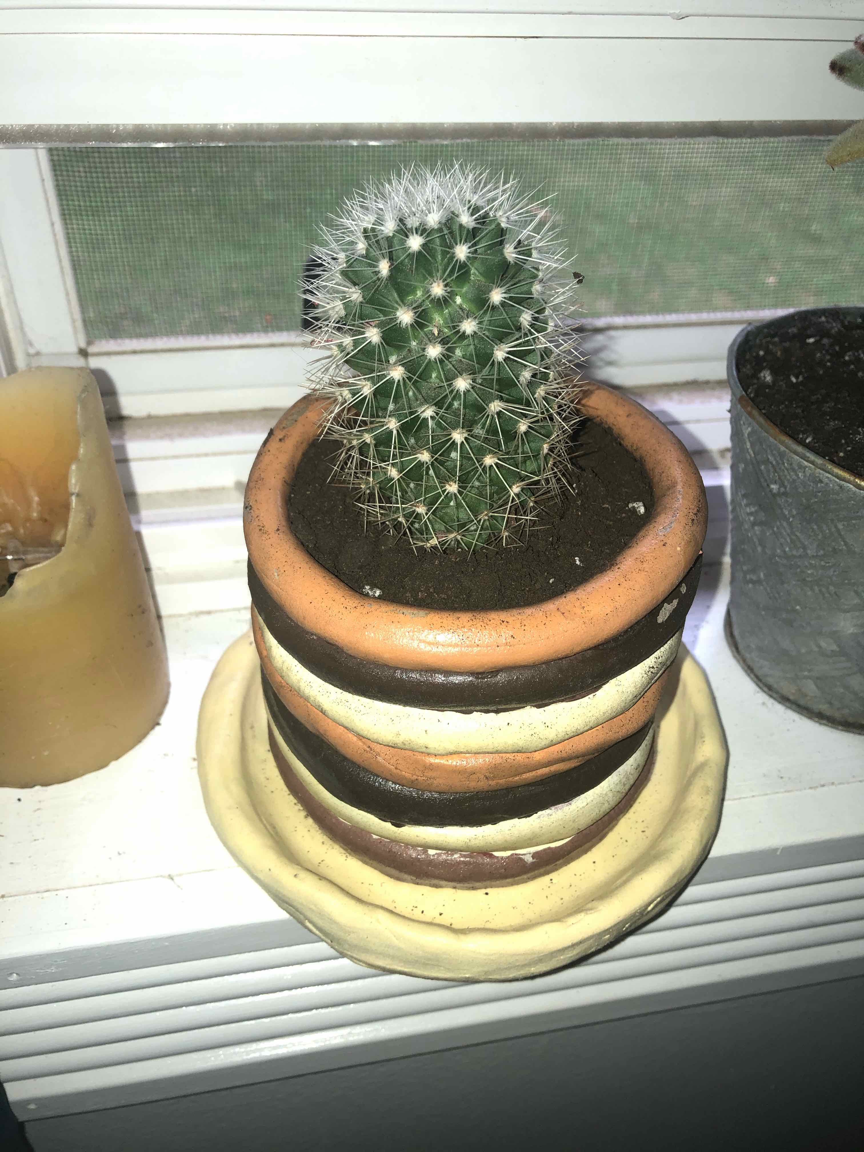 Little Nipple Cactus in a decorative pot with visible soil, well-framed and in focus.