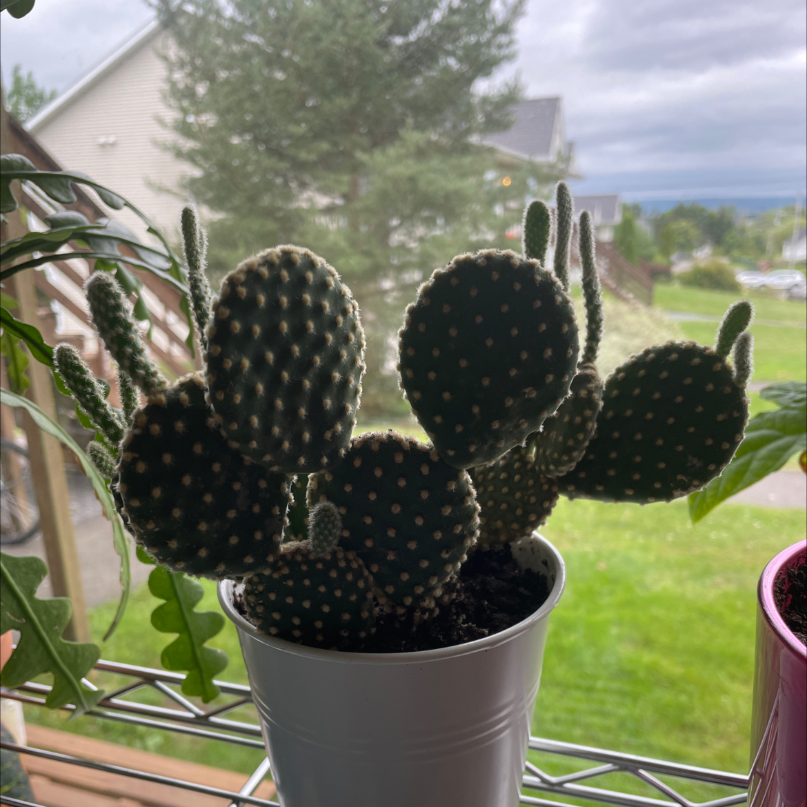 Bunny Ears Cactus plant photo by @abbyrhynold named Evil bastard on Greg, the plant care app.