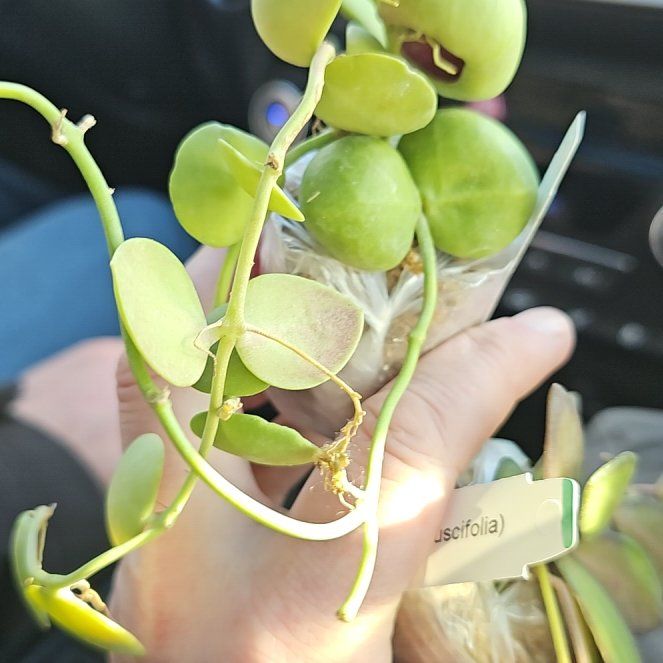 Photo of the plant species Dischidia 'Snaily' by @MovingCaladium named Tupot amaroot on Greg, the plant care app