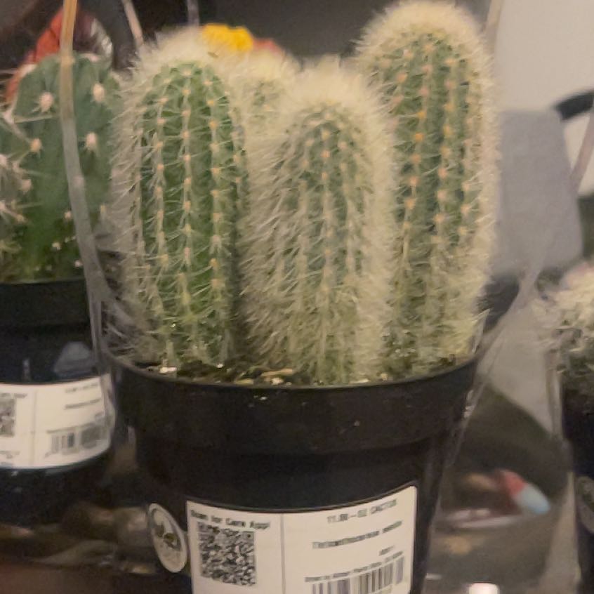 Photo of the plant species Assorted Thrixanthocereus by @DapperWoodruff named Planty on Greg, the plant care app