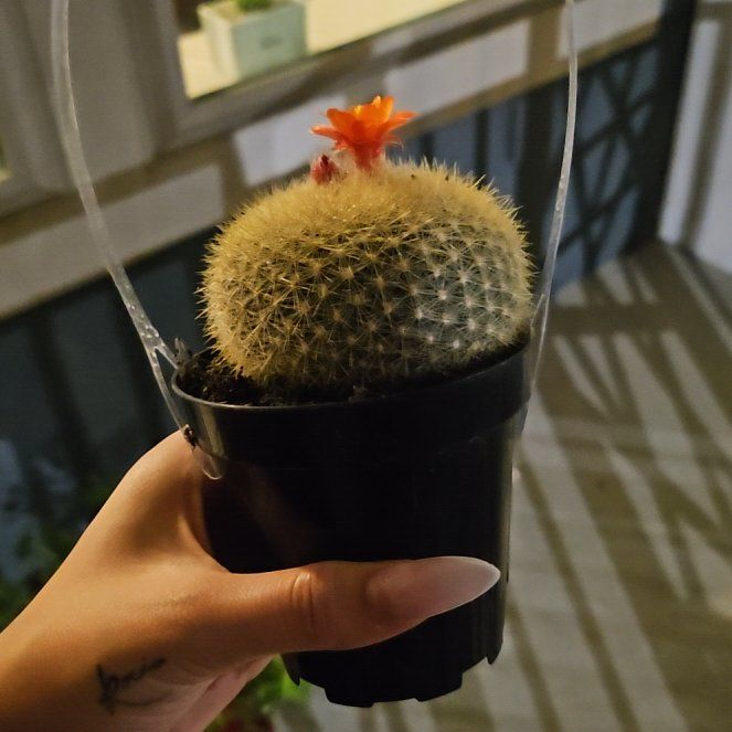 Photo of the plant species Oz Cactus by @GrownScarletoak named Elina on Greg, the plant care app