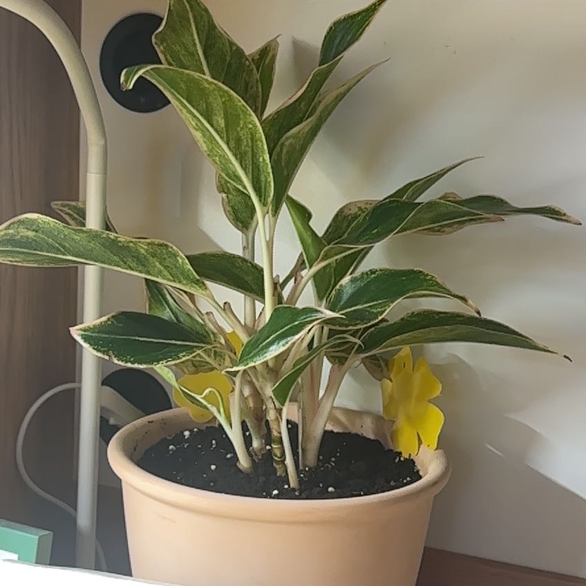 Photo of the plant species Siam Pink Chinese Evergreen by @AbleMoneyplant named Terra on Greg, the plant care app