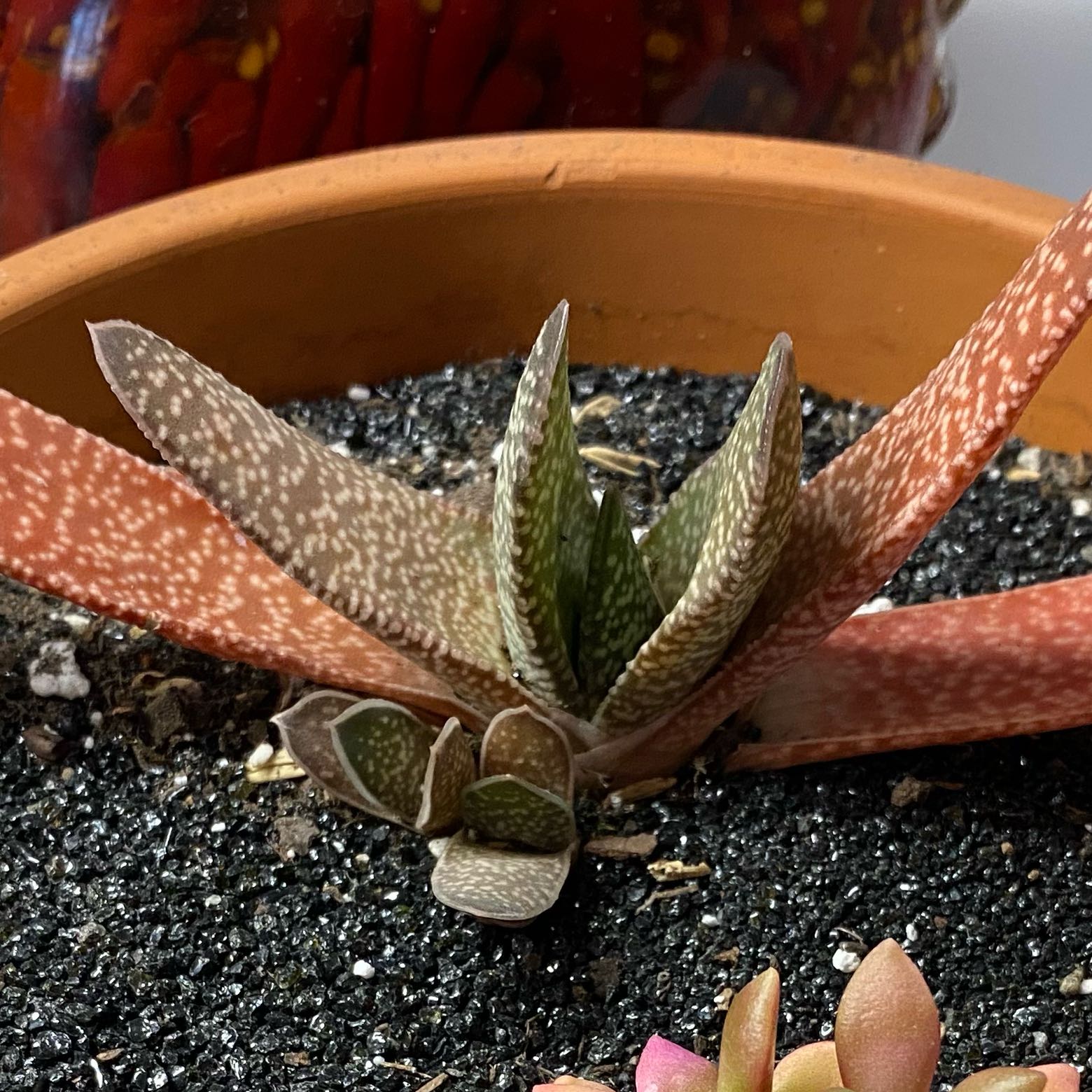 Photo of the plant species Lawyer's Tongue by @EpitomeSilkvine named Baesil on Greg, the plant care app