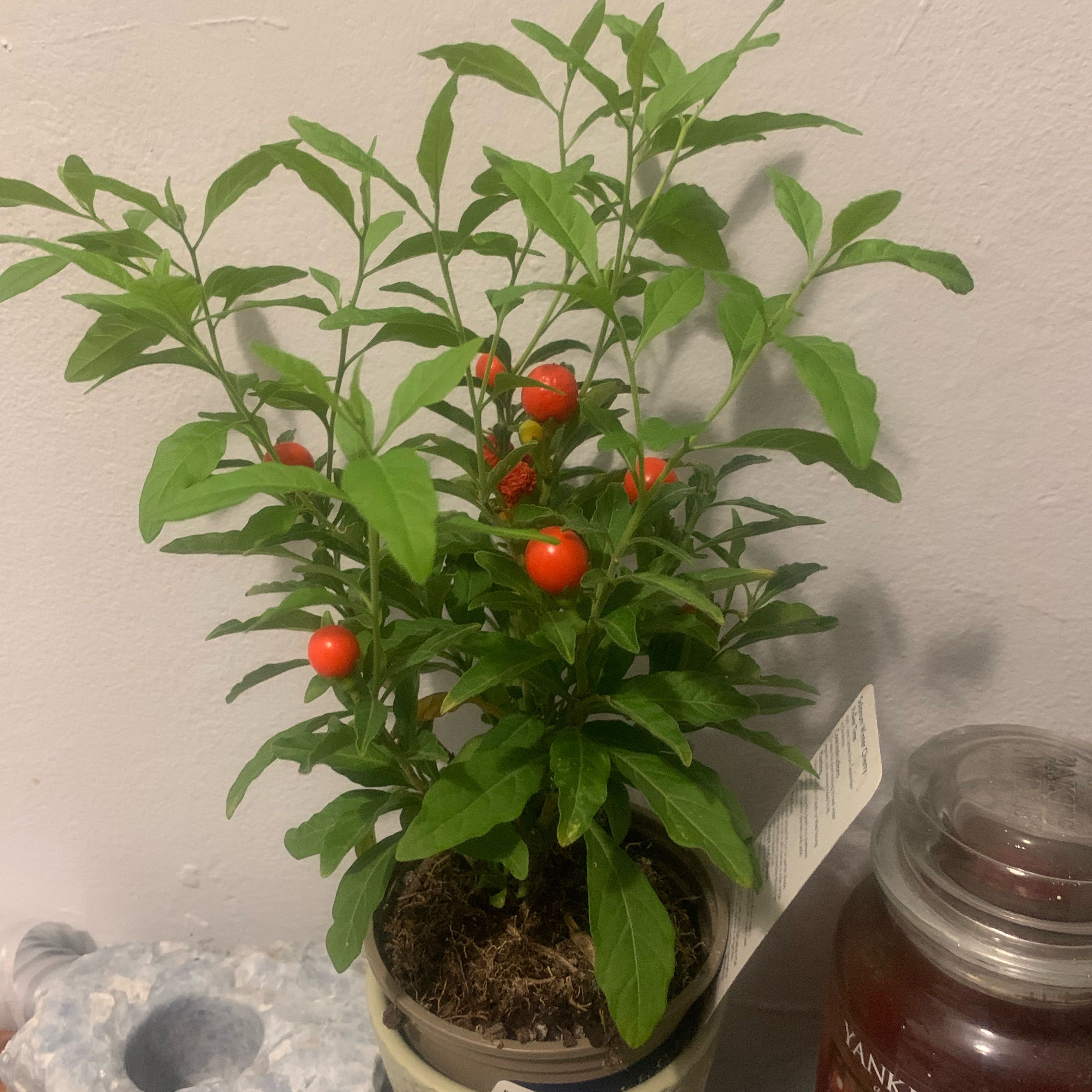 Jerusalem Cherry plant with green leaves and red berries in a pot.