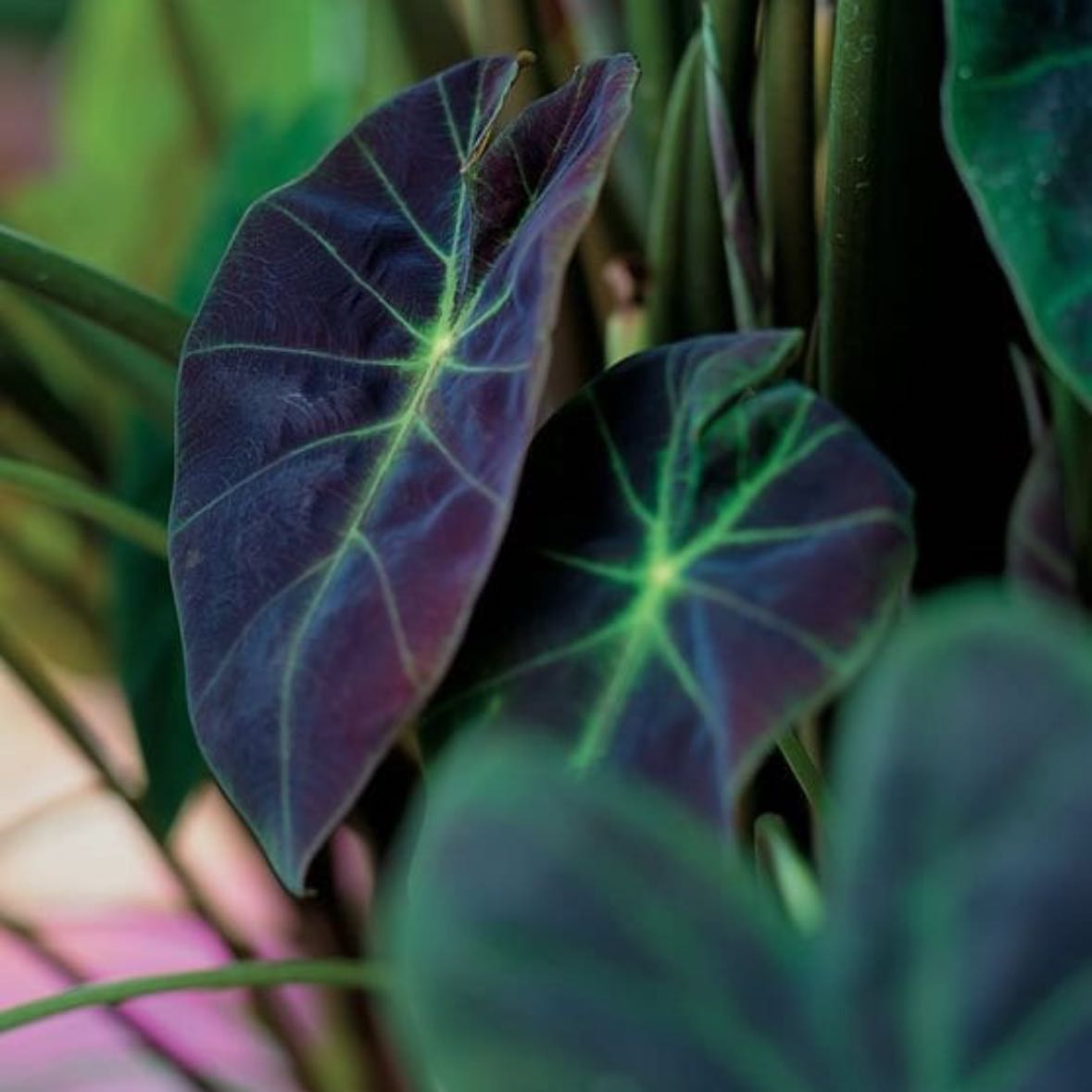Colocasia 'Black Beauty' plant with dark leaves and green veins, appears healthy.