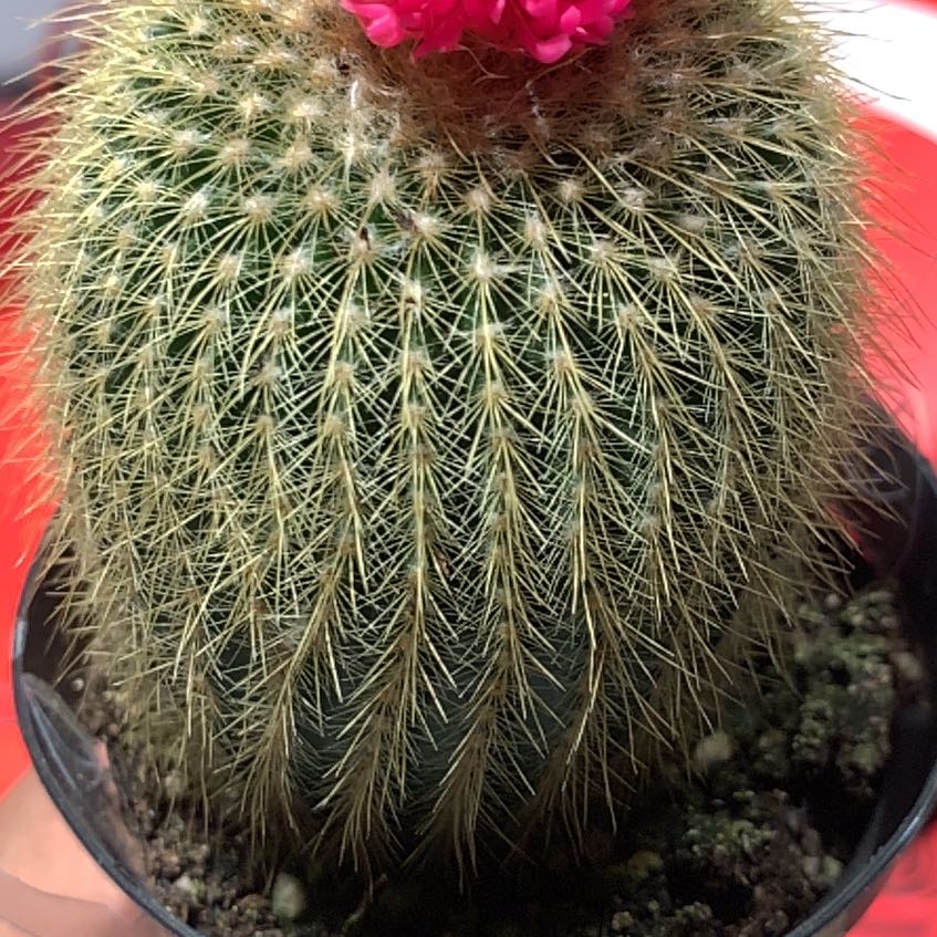 Button Cactus with pink bloom, healthy and well-framed.