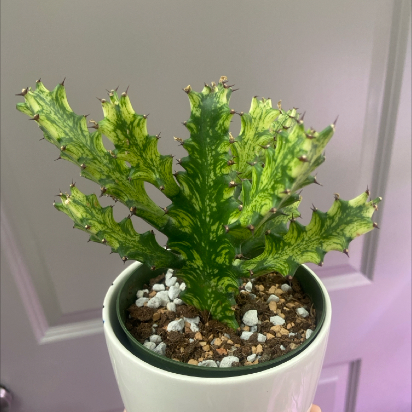 Photo of the plant species Variegated Euphorbia mayurnathanii by @ashleybaggins named Dominic on Greg, the plant care app
