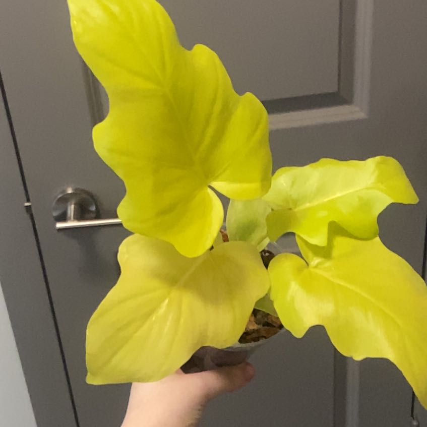 Photo of the plant species Philodendron 'Aurea Flavum' by @ashleybaggins named Mike Wazowski on Greg, the plant care app